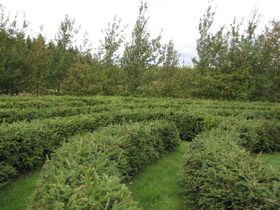 The Father's Heart Labyrinth in October 2010